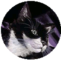 File:Cat.gif